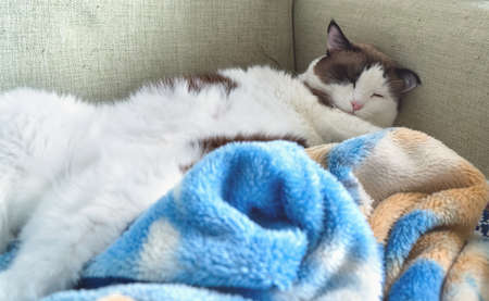 sleeping on its back cat with blanket on sofaの写真素材