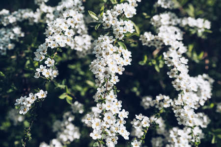 close up view on blooming meadowsweets bush on sunny spring morningの写真素材