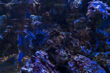 underwater background view of  long-spined sea urchin (diadema savignyi)の写真素材