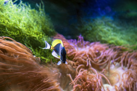 side view of  swimming powder blue tang (Acanthurus leucosternon)の写真素材
