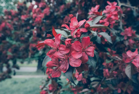 blooming malus royalty or carbapple apple tree