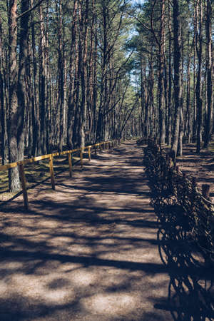 pathway alley inside dancing forest at curonian spit on sunny dayの写真素材
