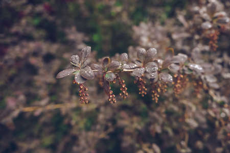 barberry bush at springtime after rain with about to bloom flowersの写真素材
