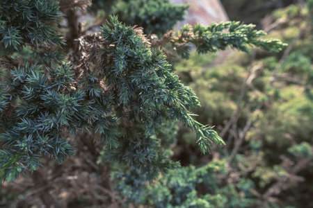 close up view of juniperus squamata Meyeri branches of cupressaceae familyの写真素材