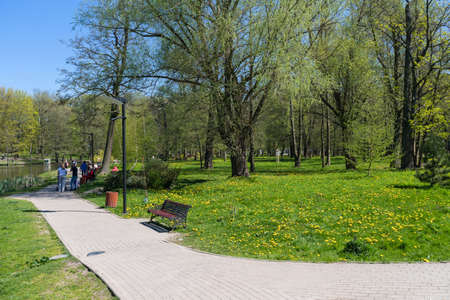 Zelenogradsk, Russia - may 11, 2021: beautiful lawn with blooming dandelions at the city parkのeditorial素材