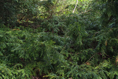 dense natural wall of taxus baccata branches