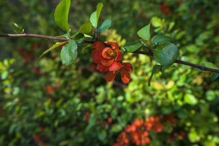 close up view of branch with red blooming flowers of chinese quince at springtime