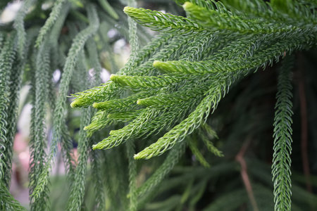 close up view of Araucaria heterophylla Norfolk island pine branches