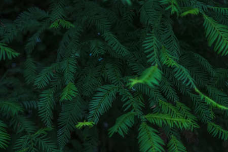 close up view of dark Sequoia leaves background