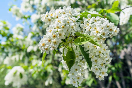white blooming inflorescence of bird cherry at sunny day of springの写真素材