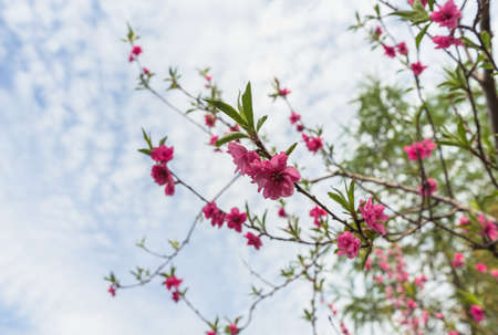 blooming pink apple tree branch against cloudy springtime skiesの写真素材