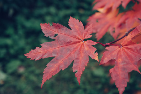 beauty of red leaves of acer japonicum against dark green background at autumnの写真素材