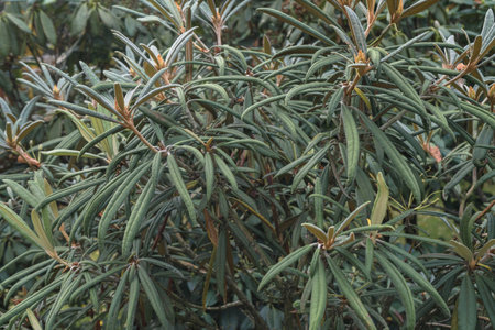close up view of leaves of Rhododendron Makinoi taggの写真素材