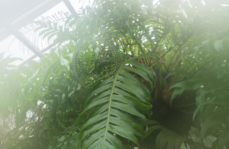 view from below on drynaria leaves growing