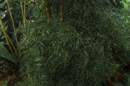 background of deep green growing Polyscias fruticosa or ming aralia plantの写真素材