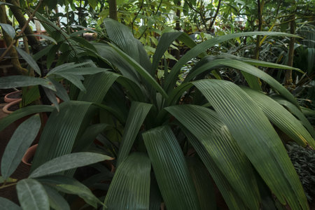 close up view of molineria capitulata leaves