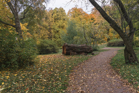 footpath in park with tree piece liying on the ground on overcast dayの写真素材