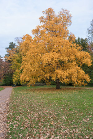 view of large autumn tree with yellow leaves on cloudy day