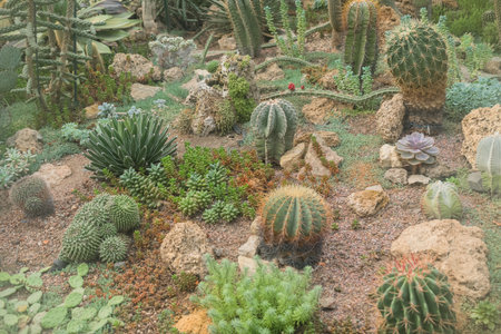 view from above on cactuses and succulents growing on the ground with rocksの写真素材
