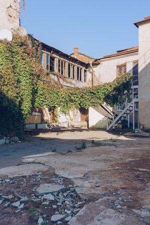 growing virginia creeper inside courtyard of one of the old buildings in Wiborgの写真素材