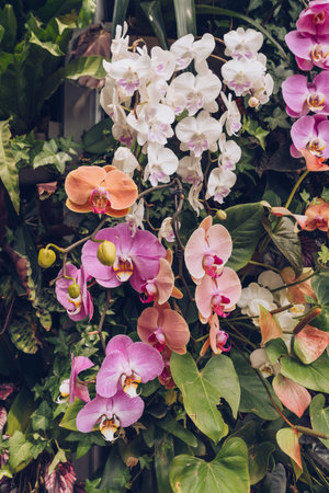 close up view of blooming Phalaenopsis orchids, anthurium and other tropical plants