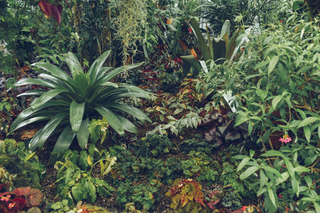 variety of tropical plants growimg such as begonias, fern and others