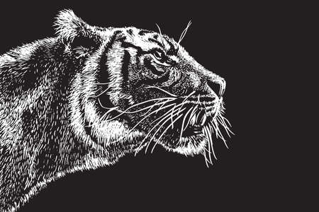 tiger isolated on black background, Vector illustrationのイラスト素材