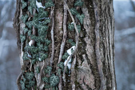 Tree trunk with ivy in the winter.の写真素材
