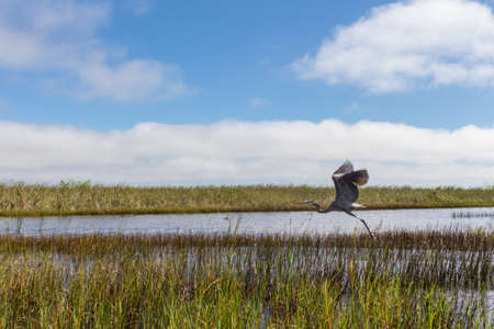 Heron in the evergladesの写真素材