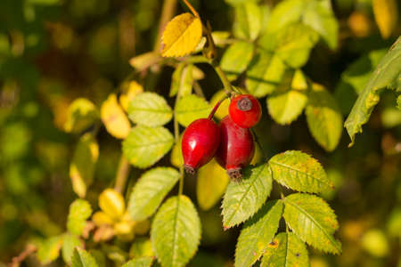 Rose hips on the bush in autumn