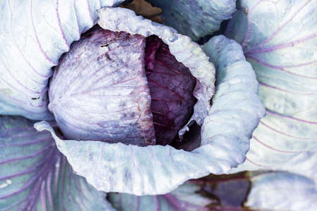 Fresh red cabbage from above