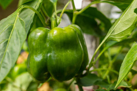 Green pepper in the gardenの写真素材