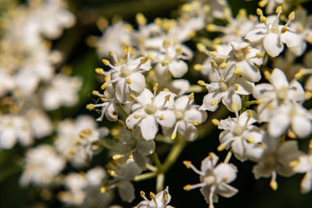 White elderflowers in the closeup