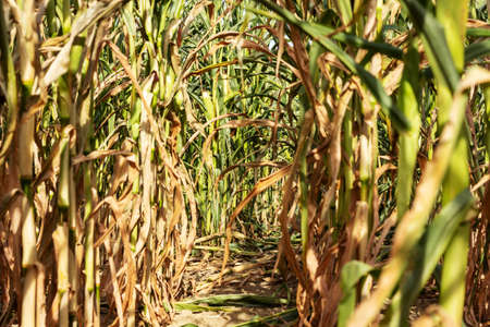 In the dry corn fieldの写真素材