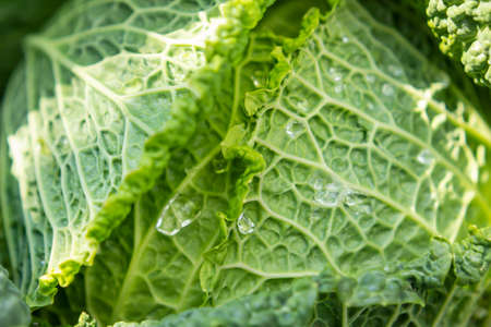 Fresh savoy cabbage in the gardenの写真素材
