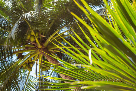 Coconut tree from below on the beachの写真素材