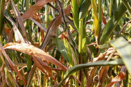 Dry corn on the field