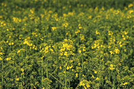 Field of blooming rapeseed in summer