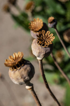 Poppy seed capsules in the gardenの写真素材