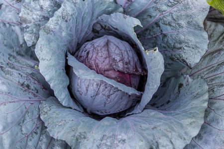 Red cabbage in the gardenの写真素材