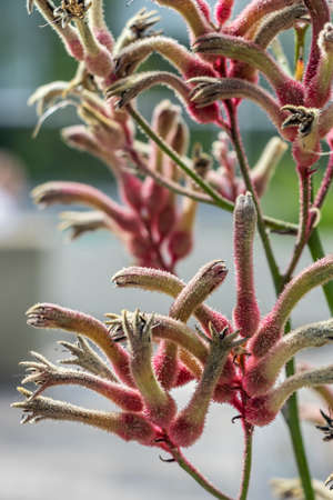 Close-up of kangaroo flower in daylightの写真素材