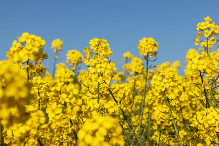Flowering rapeseed in a field