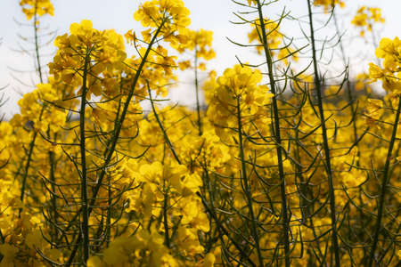 Blooming rapeseed in the field
