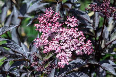 Black elder tree with flowersの写真素材