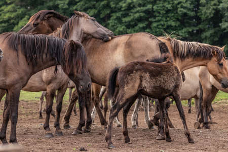 A group of wild horses in DÃ¼lmenの写真素材