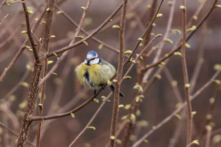 Fluffed blue tit between branchesの写真素材