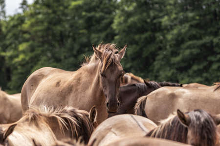 A group of wild horsesの写真素材