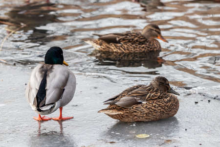 Ducks on a frozen pondの写真素材