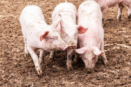 Three young pigs in the enclosure