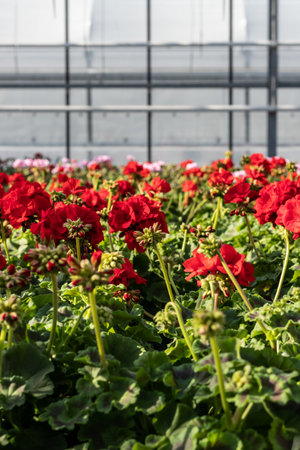 Red geraniums in a plant nurseryの写真素材
